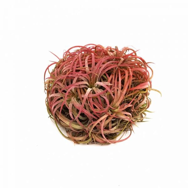 Tillandsia ionantha ghem