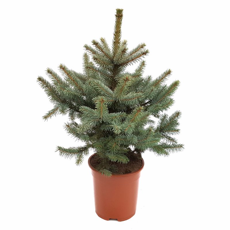 Picea glauca