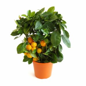 Citrice Calamondin pe scarita - imagine 2