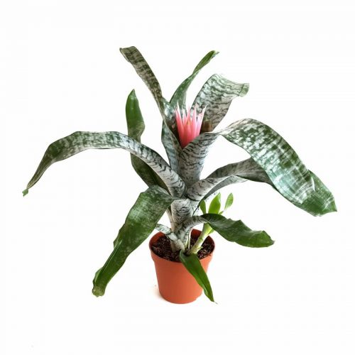 Aechmea fasciata