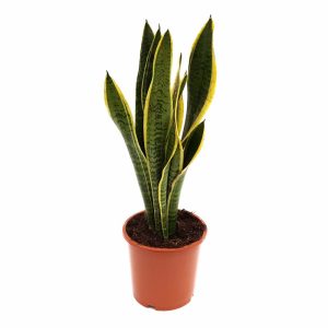 Sansevieria Laurentii bicolor