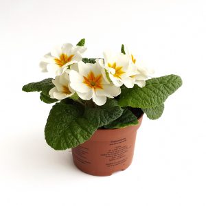 Primula Acaulis - imagine 5