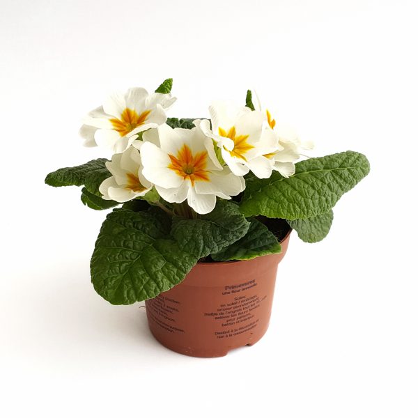 Primula Acaulis - imagine 5