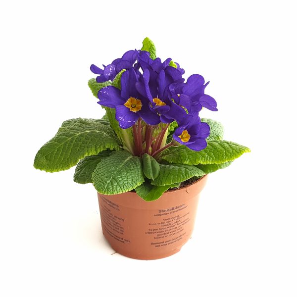 Primula Acaulis - imagine 6