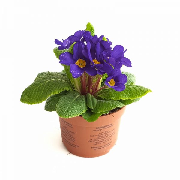 Primula Acaulis - imagine 2