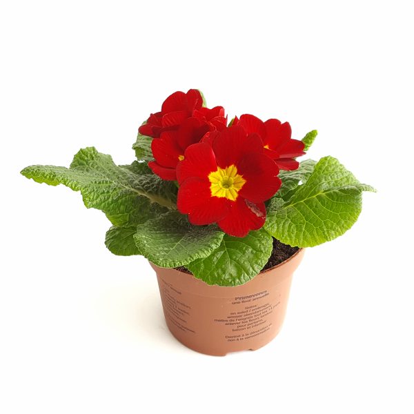 Primula Acaulis - imagine 3
