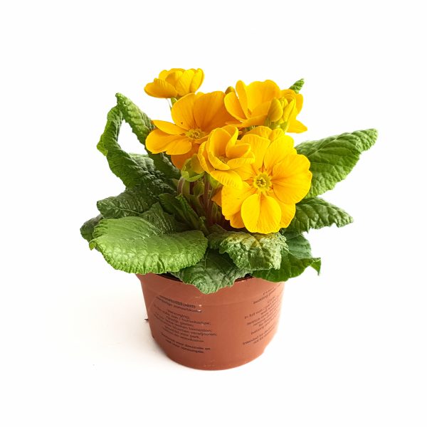 Primula Acaulis - imagine 4