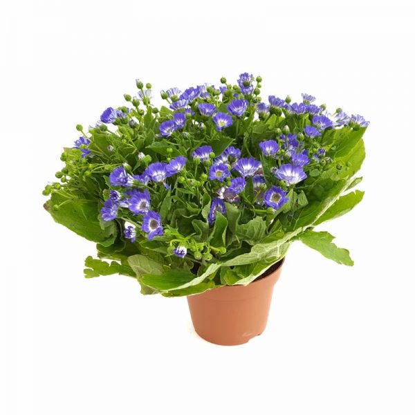 Senecio venezia