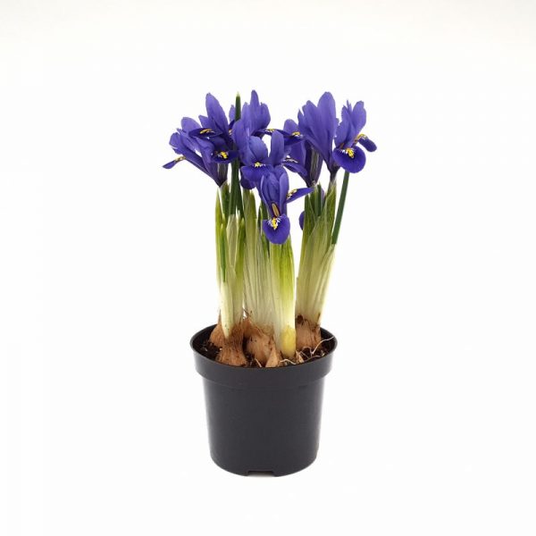 Iris pitic - stanjenel