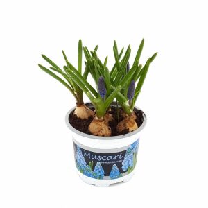Muscari - imagine 4