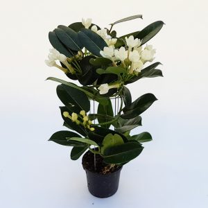 Iasomie de Madagascar - Stephanotis - imagine 5