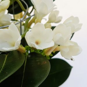 Iasomie de Madagascar - Stephanotis - imagine 6