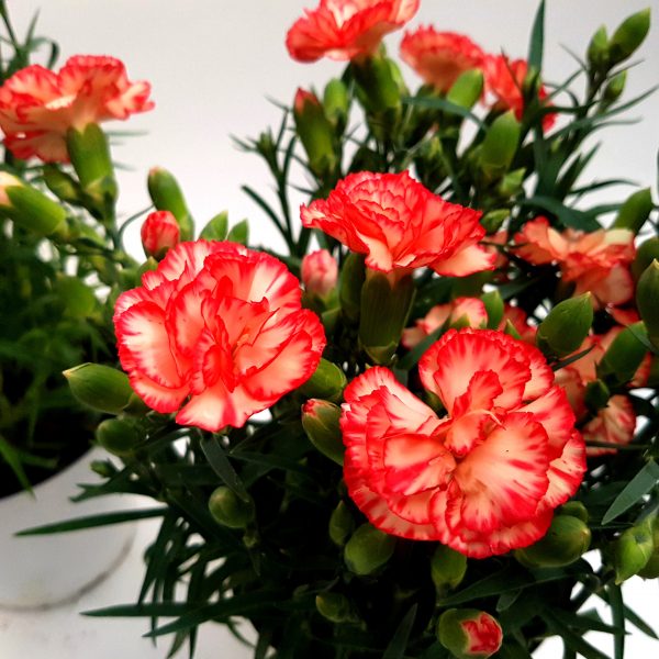 Garofite - Carnation standard - imagine 2