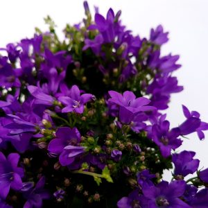 Campanula mini - floarea clopotel - imagine 2