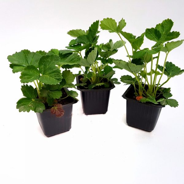 Fragaria-Capsuni