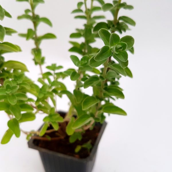 Oregano-Planta aromatica - imagine 2
