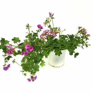 Muscata semicurgatoare