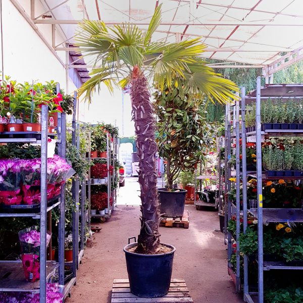 Palmieri exotici-Chamaerops