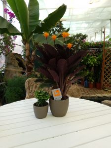 SFATURI DE LA FLORARIA TRIAS: CALATHEA CROCATA (FLACARA ETERNA)