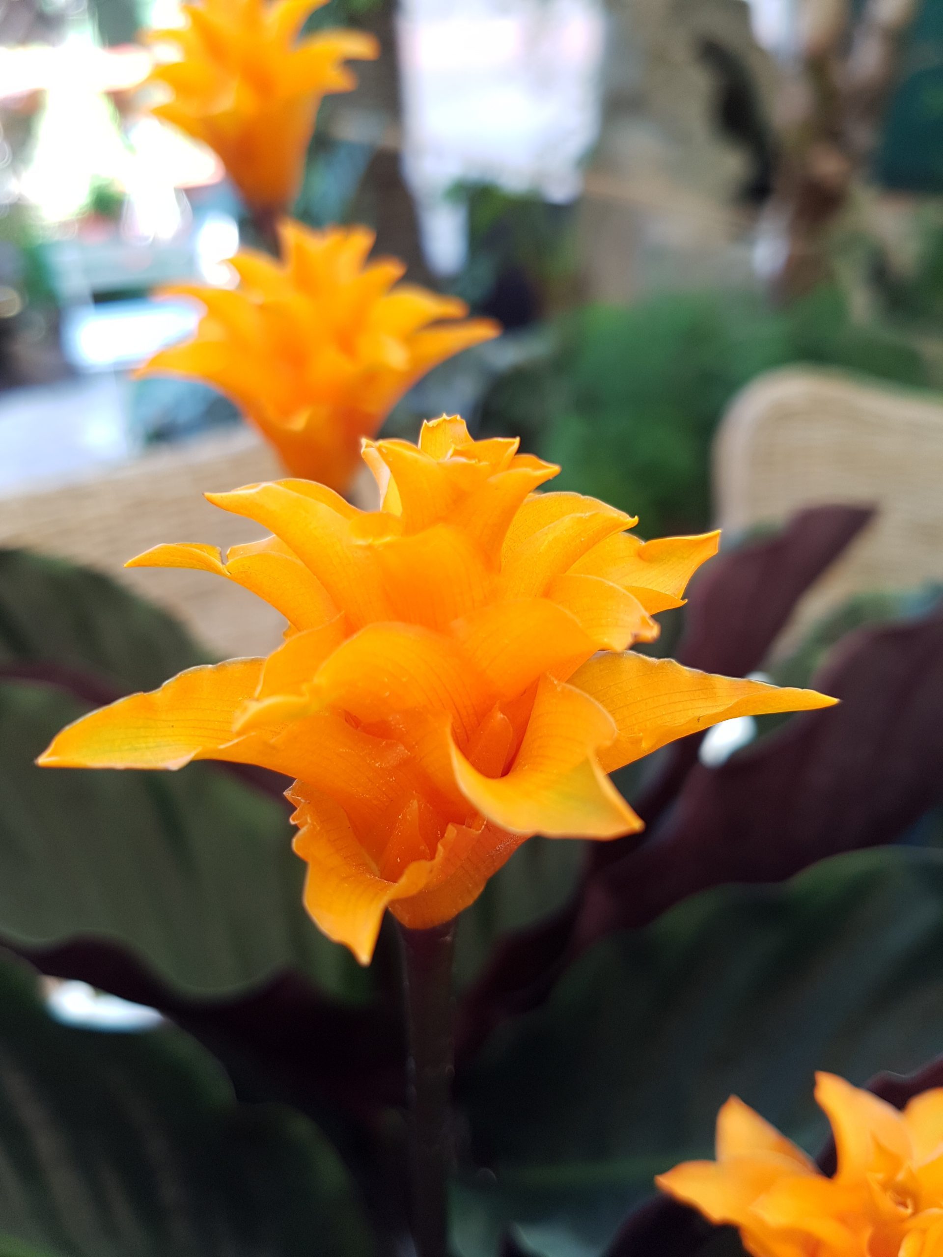 SFATURI DE LA FLORARIA TRIAS: CALATHEA CROCATA (FLACARA ETERNA)