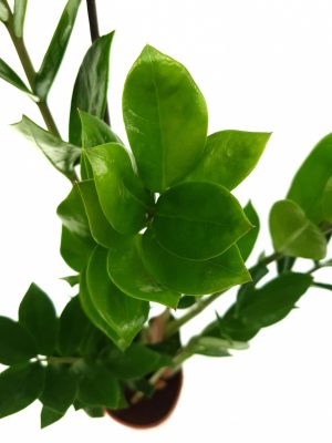 Zamioculcas ghiveci D12 - ZZ PLANT - Planta eterna - imagine 2