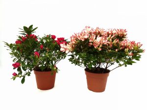 Rhododendron-Azalee - imagine 4