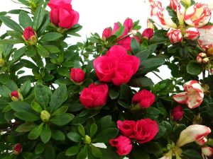Rhododendron-Azalee - imagine 2