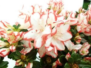 Rhododendron-Azalee - imagine 3