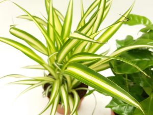 Chlorophitum Standard - imagine 2