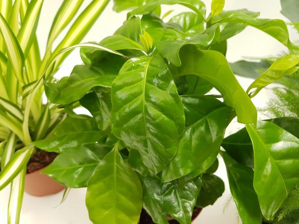 Coffea Arabica - Arborele de cafea - imagine 2
