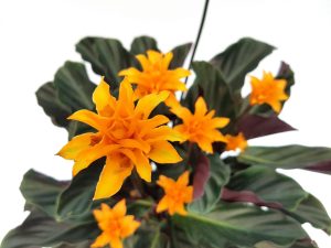 Calathea Crocata - imagine 2