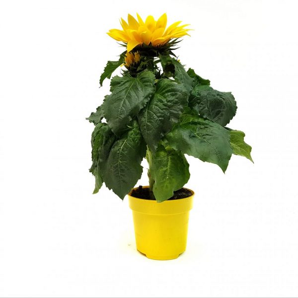 Helianthus-Floarea Soarelui