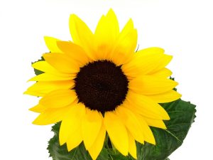 Helianthus-Floarea Soarelui - imagine 2