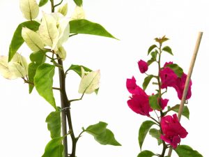 Bougainvillea Grecia-Floarea de hartie - imagine 2
