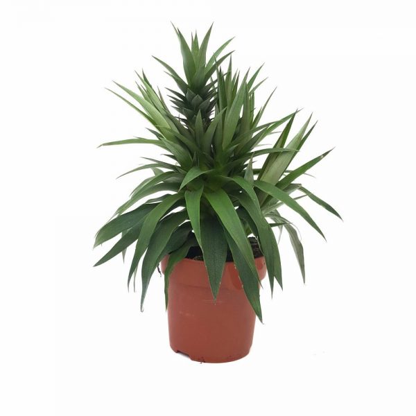 Ananas