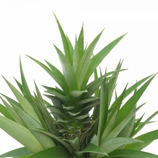 Ananas - imagine 2