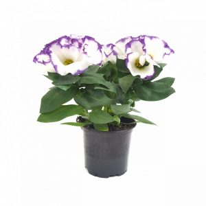 Eustoma medie - imagine 2