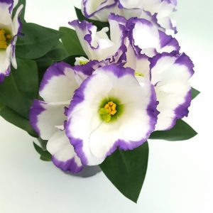 Eustoma medie - imagine 3