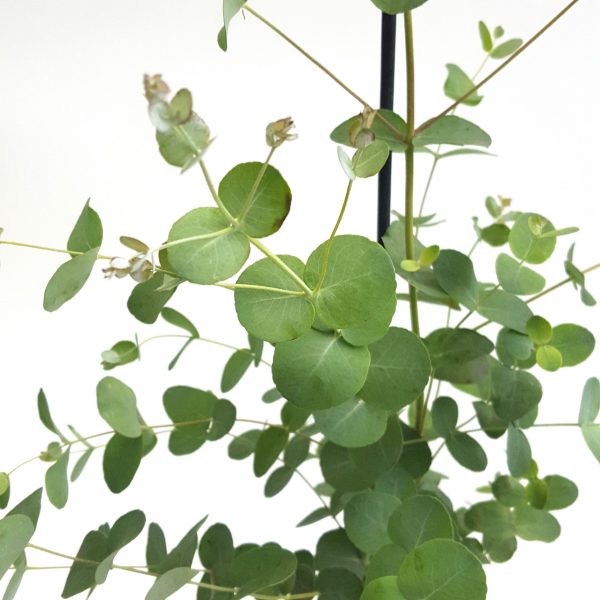 Eucalyptus - imagine 2