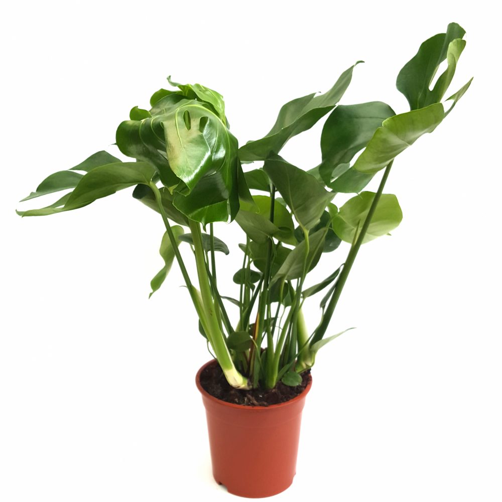 Monstera Deliciosa - planta intreaga in ghiveci