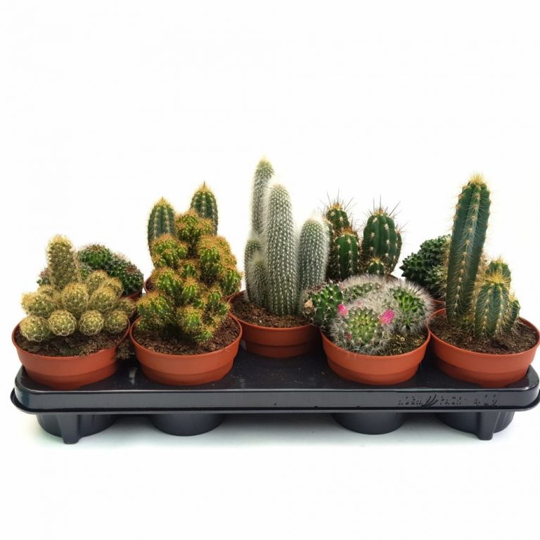 Cactus diverse varietati