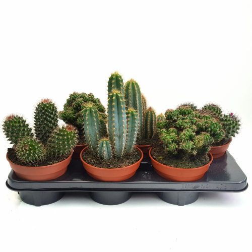 Cactus diverse varietati