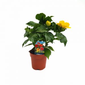 Hibiscus Koening