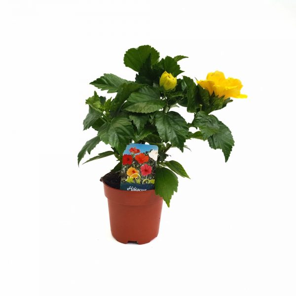Hibiscus Koening