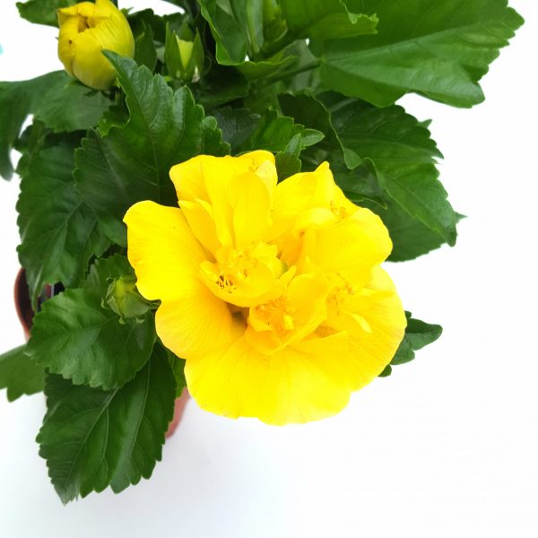 Hibiscus Koening - imagine 2