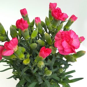 Garofite - Carnation extra - imagine 2