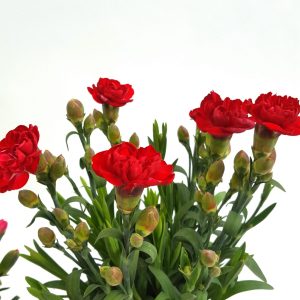 Garofite - Carnation extra - imagine 3