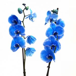 Orhidee Phalaenopsis Colorata - imagine 2