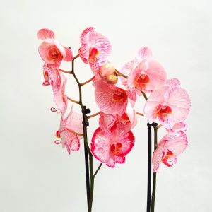 Orhidee Phalaenopsis Colorata - imagine 3