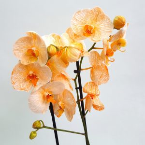 Orhidee Phalaenopsis Colorata - imagine 4